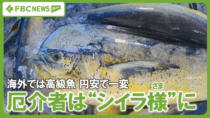 【漁業】厄介者の大型魚“シイラ”　価格急騰で一転、漁師「シイラ様」に　海外では高級魚、円安で輸出増加　温暖化で県内漁獲量も増加